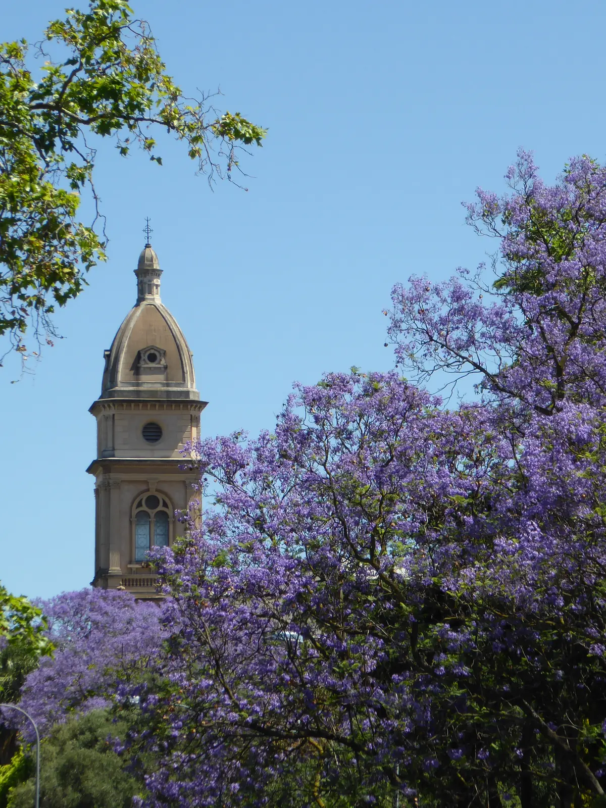 Jacarandas in full purple bloom under a clear blue sky, a sandstone church tower with a domed top rising among them