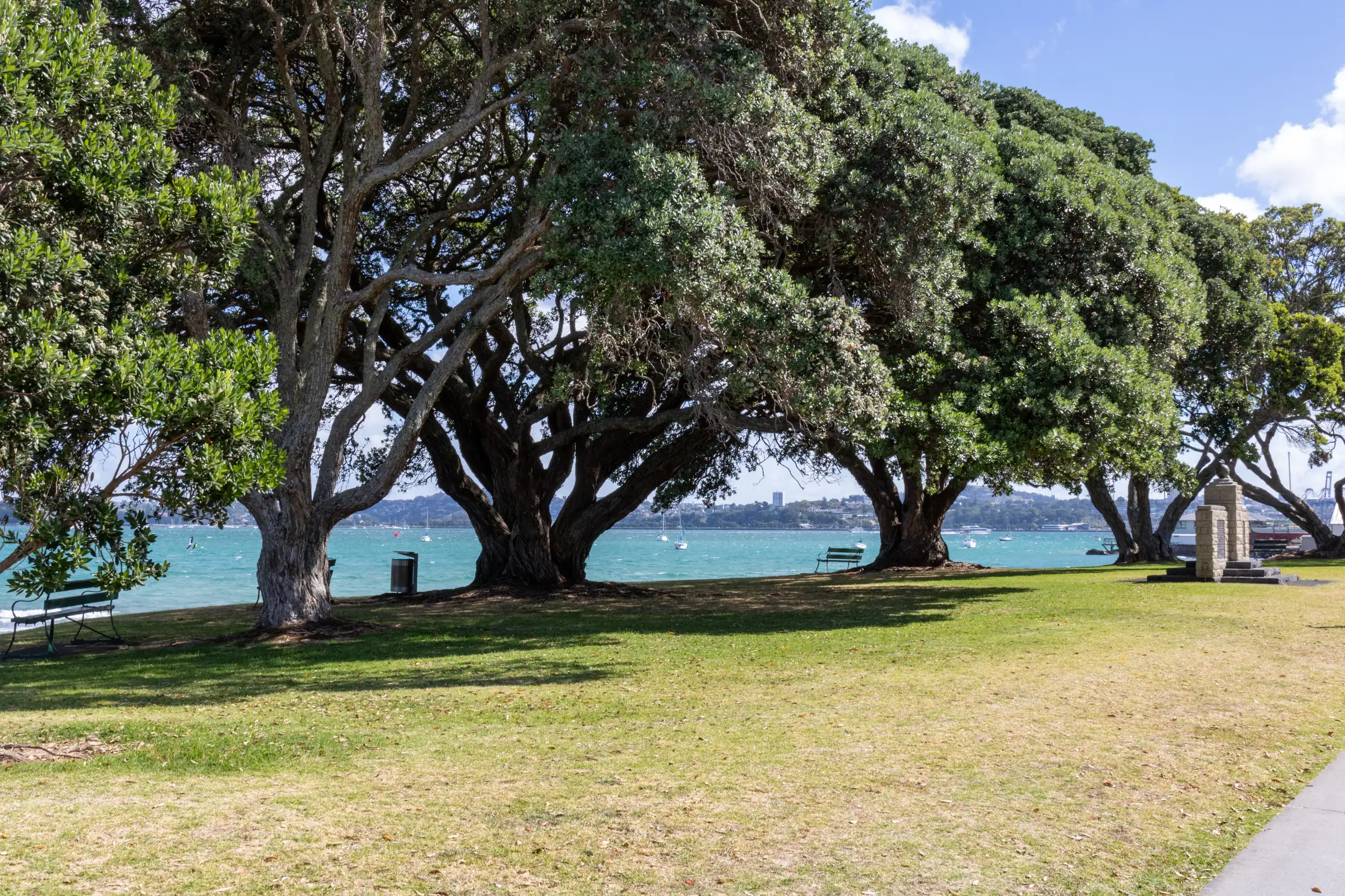 Old pōhutukawa trees spreading over the grass of the seaside park on King Edward Parade, Devonport, the harbour behind